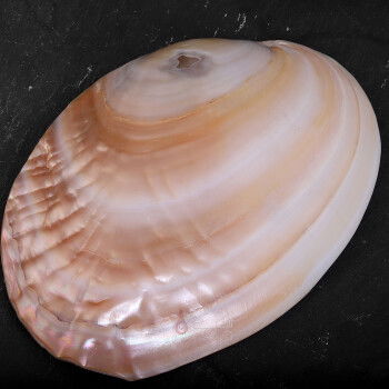 Sedef Kabuk Üzerine Elde Oyma Sanatı Kişiye Özel İsim Yazılı - 3